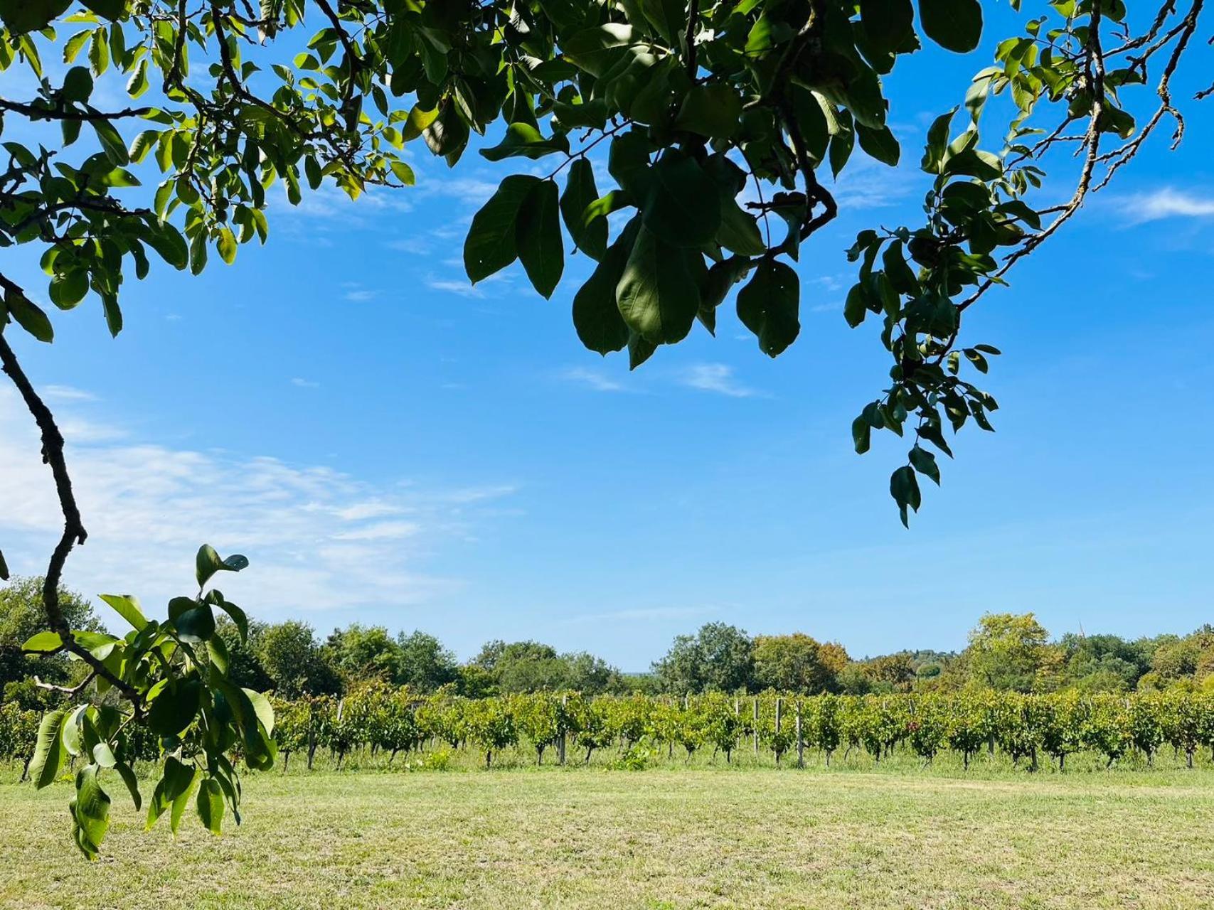 Bordeaux Chateau Lafleur キンサック  エクステリア 写真